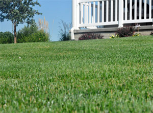 e green lawn maintained by our team